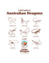 Little Dragon Field Guide Tee